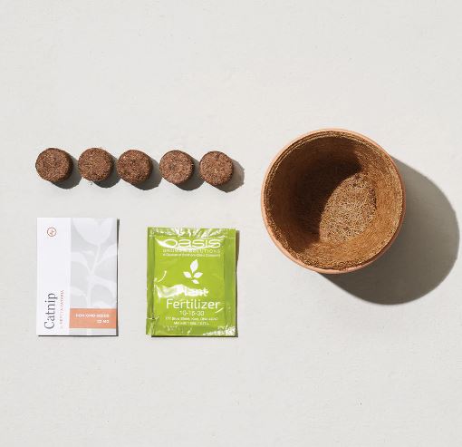 FINAL SALE Modern Sprout Tiny Terracotta Kit - Peppermint Cosmos