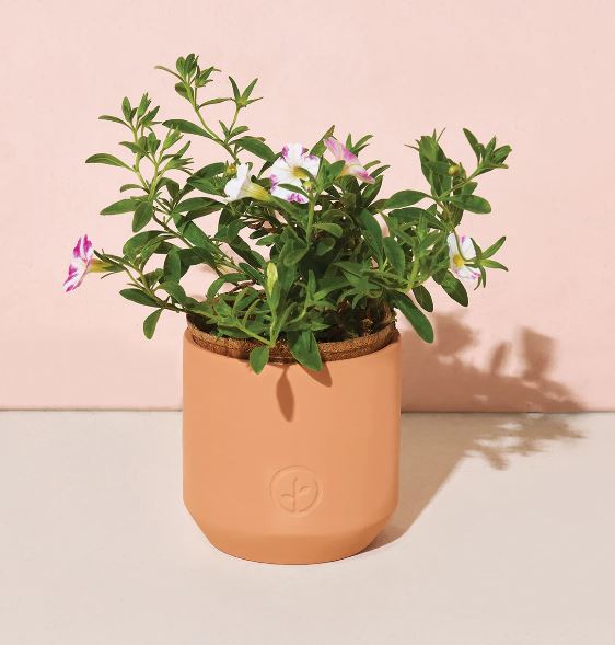 FINAL SALE Modern Sprout Tiny Terracotta Kit - Peppermint Cosmos